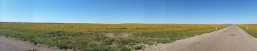  green countryside near bedourie