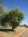  bottle brush tree in boulia