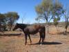  horses near quilpie