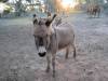  interesting critters in nyngan