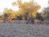  roos at the barcoo river near isisford