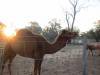  interesting critters in nyngan