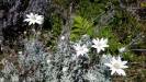  not quite edelweiss - flannel flowers