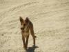  dingo pups