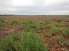  succulents and other nice flora in sturt np