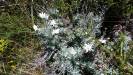  not quite edelweiss - flannel flowers
