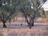  roos at the barcoo river near isisford