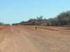  lonesome roo near jundah