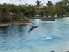  2003_08_23-dolphin-airborne.jpg