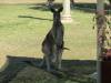  roos in longreach like motel lawns