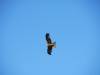  raptor over winton