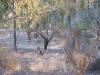  roos at the barcoo river near isisford