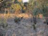  roos at the barcoo river near isisford