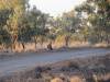  roos at the barcoo river near isisford