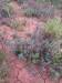  succulents and other nice flora in sturt np