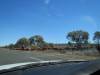  cattle being driven near charleville