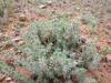  succulents and other nice flora in sturt np