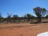  horses near quilpie