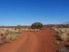  kata tjuta and a lovely tree